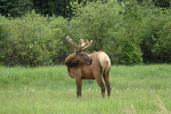 Elks